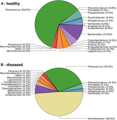 Virulent Epidemic Pneumonia in Sheep Caused by the Human Pathogen Acinetobacter baumannii